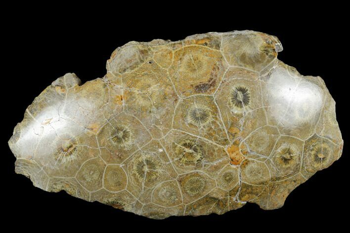 Polished Fossil Coral (Actinocyathus) Head - Morocco #182441